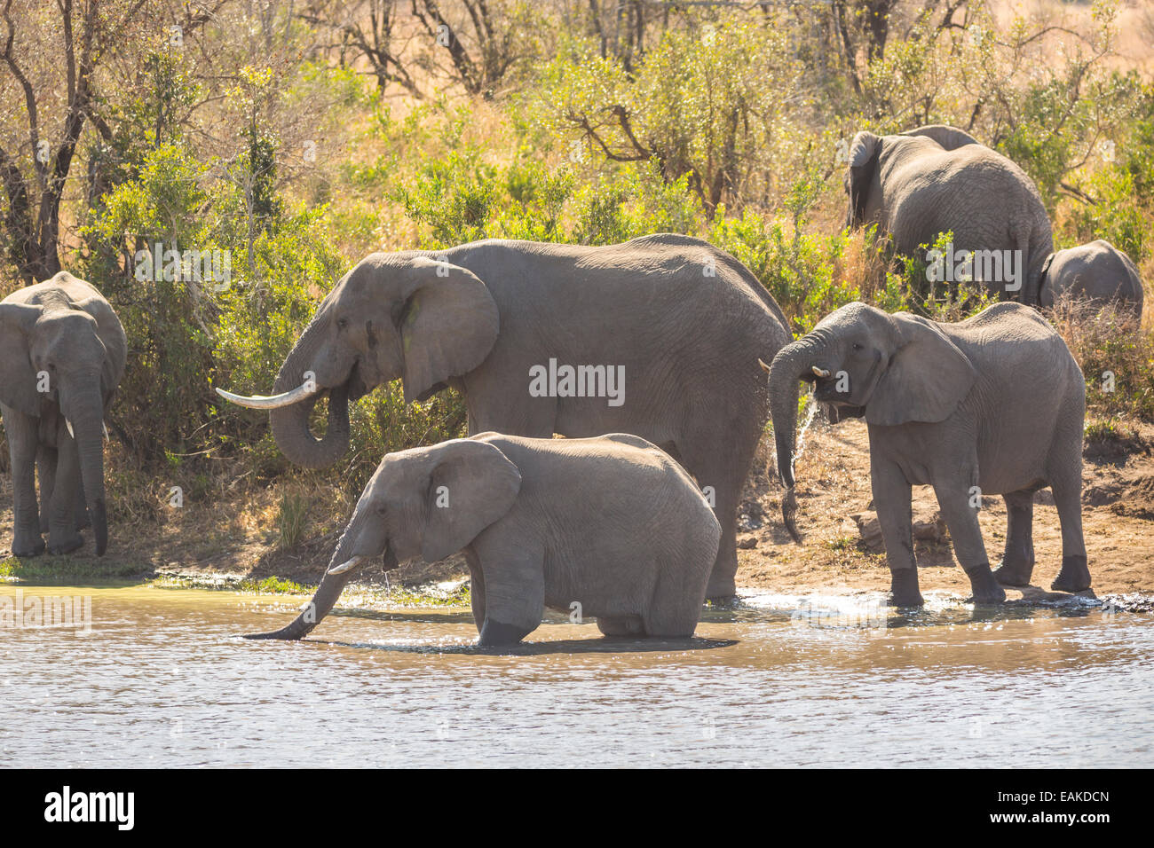 Krüger-Nationalpark, Südafrika - Herde Elefanten Drink an Kumana Dam. Stockfoto