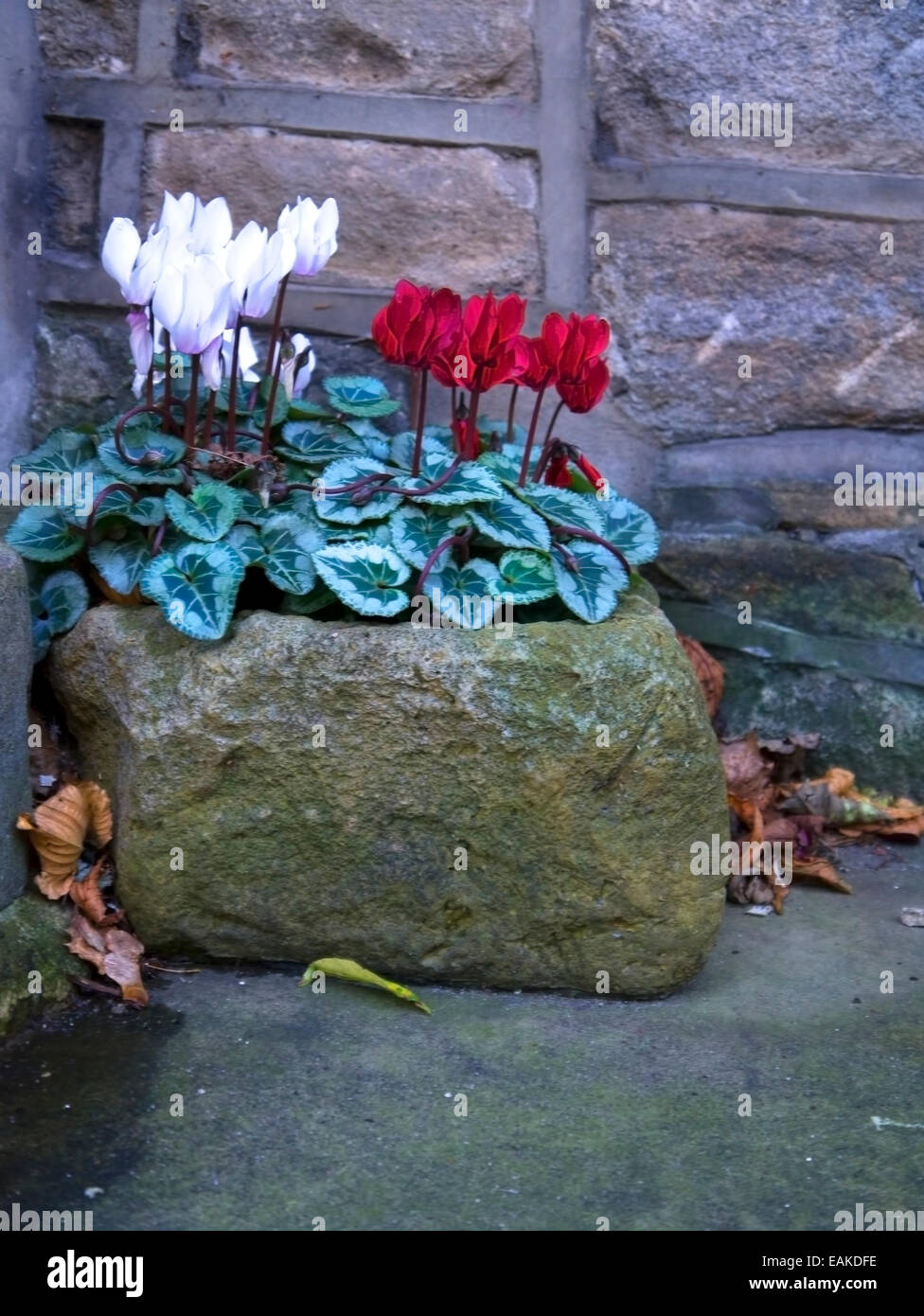 Ein original Steintrog Pflanzgefäß voller Cyclamen in voller Blüte Stockfoto