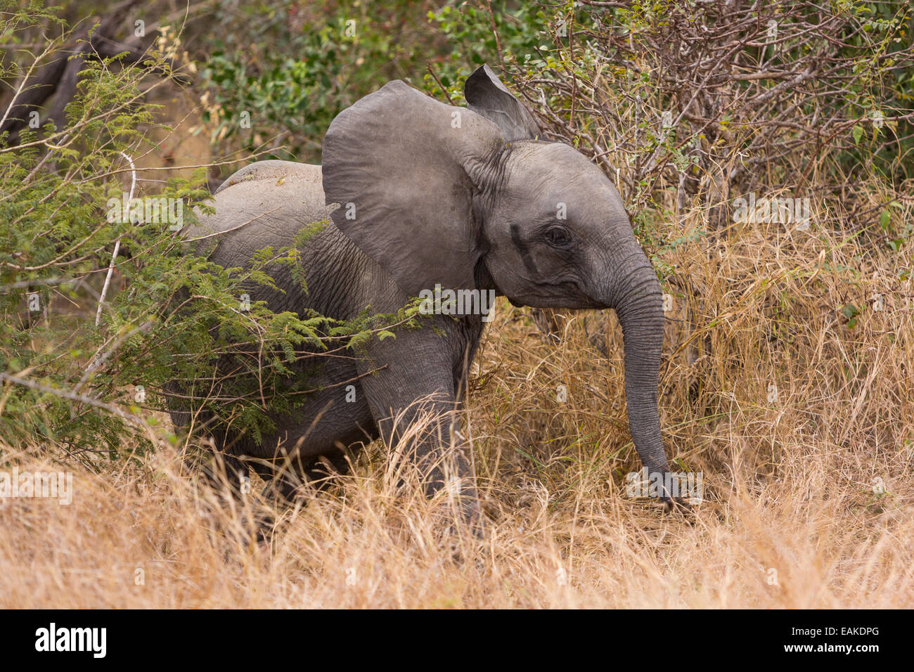 KRUGER NATIONAL PARK, Südafrika - junger Elefant Stockfoto