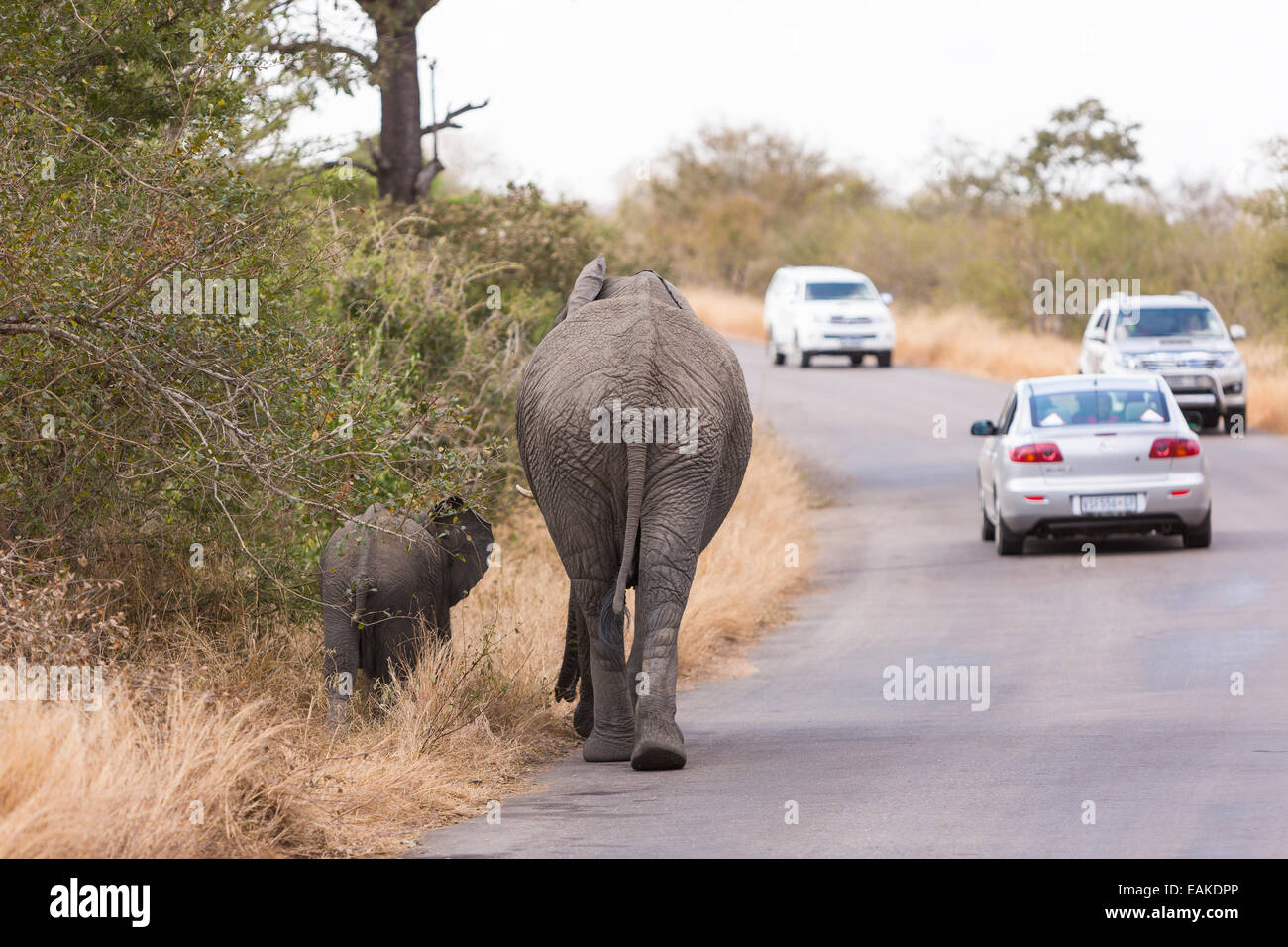 Krüger-Nationalpark, Südafrika - Elefanten am Rand der Straße mit Autos. Stockfoto