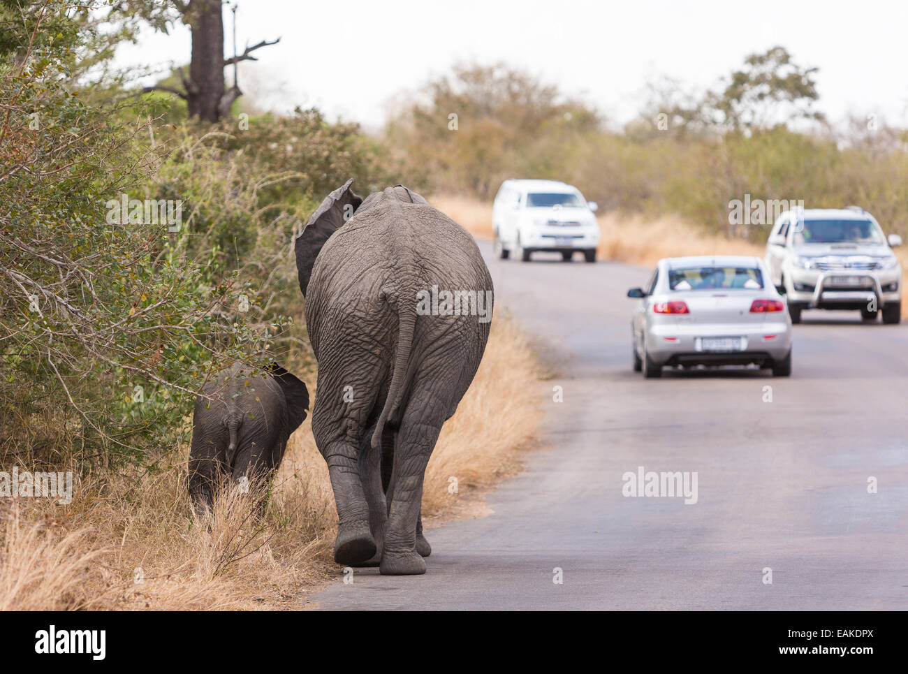 Krüger-Nationalpark, Südafrika - Elefanten am Rand der Straße mit Autos. Stockfoto