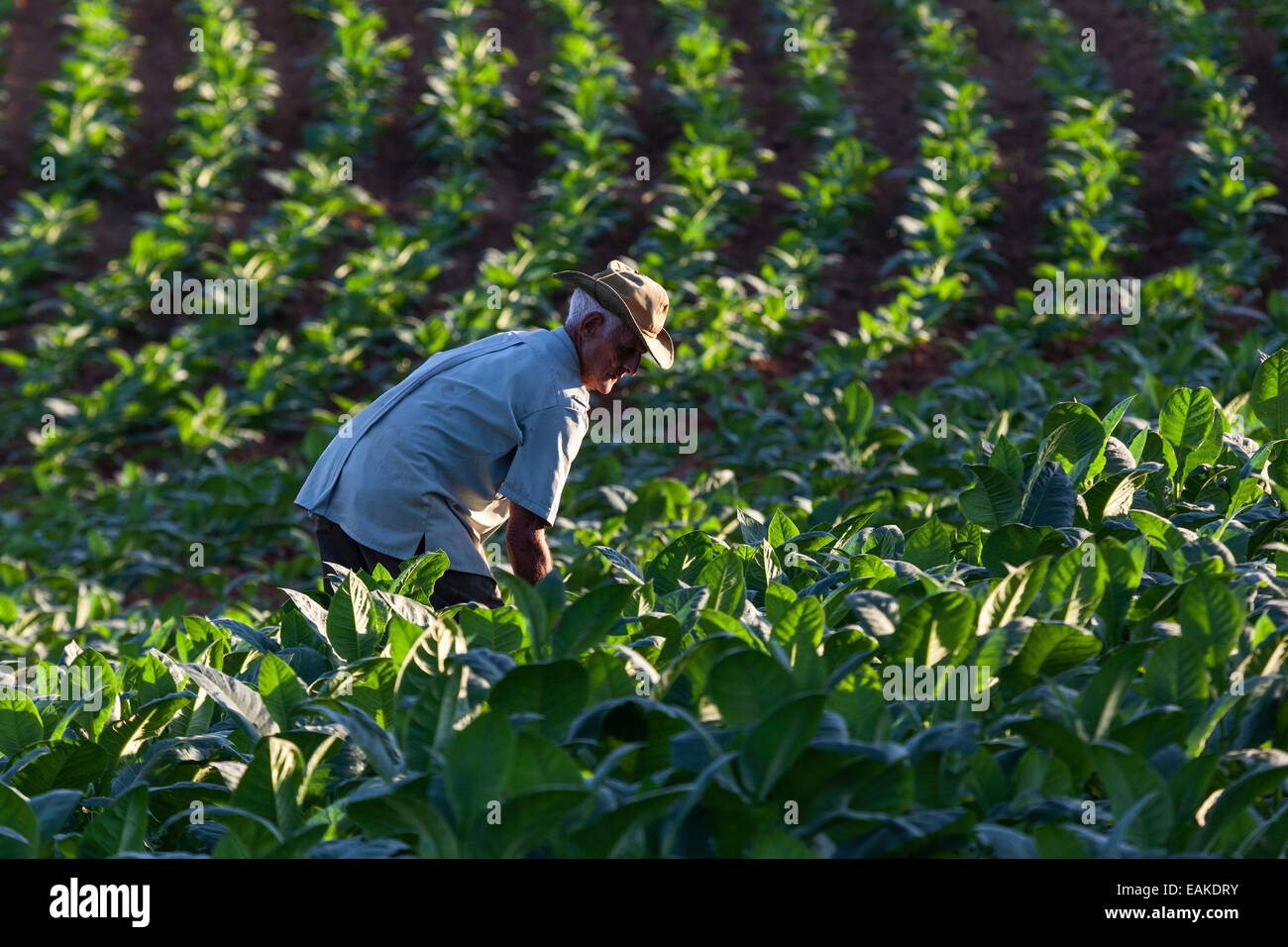 Tabakbauern arbeitet an einem Tabakfeld, Tal von Viñales, Kuba Stockfoto