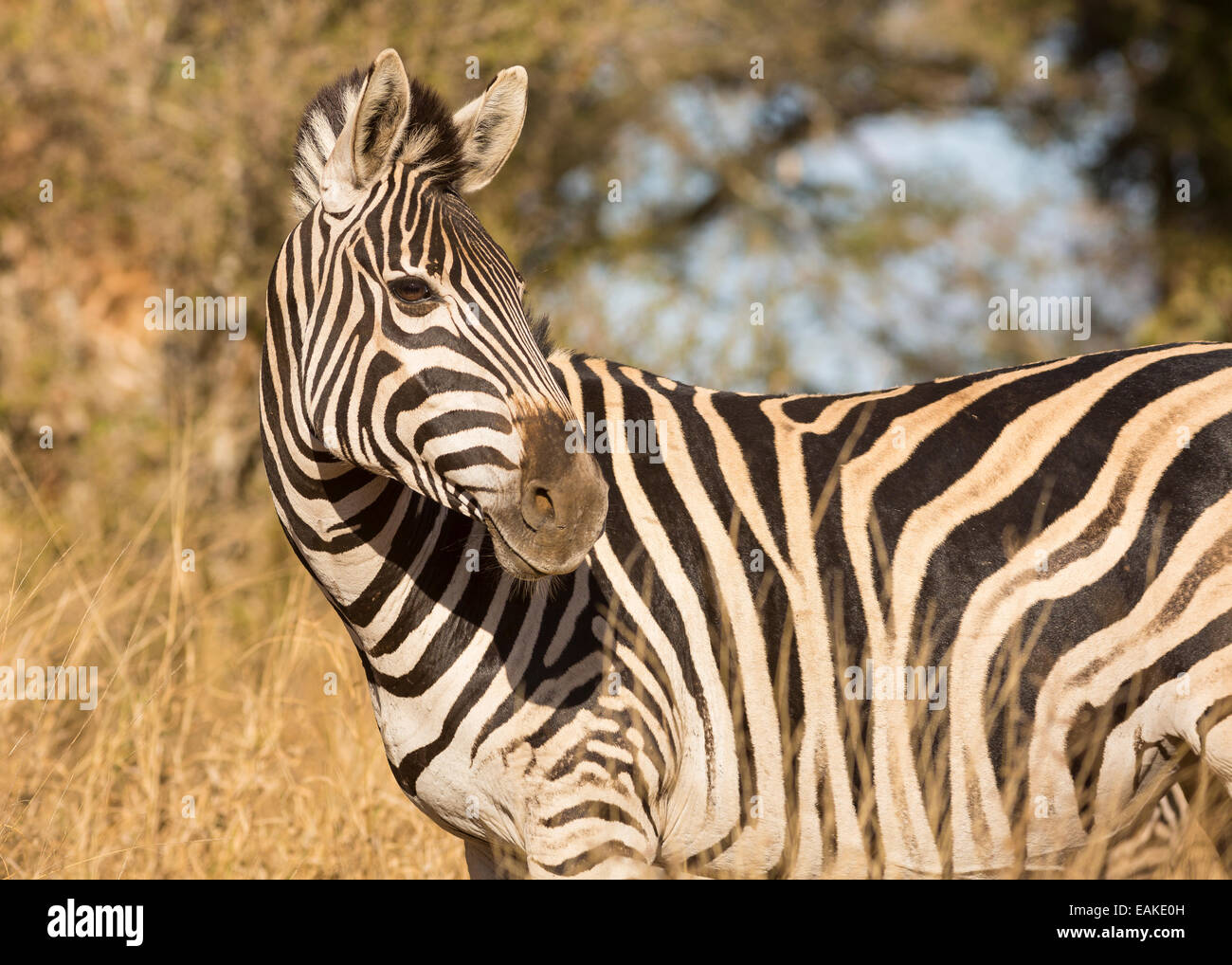 KRUGER NATIONAL PARK, Südafrika - Burchell zebra Stockfoto