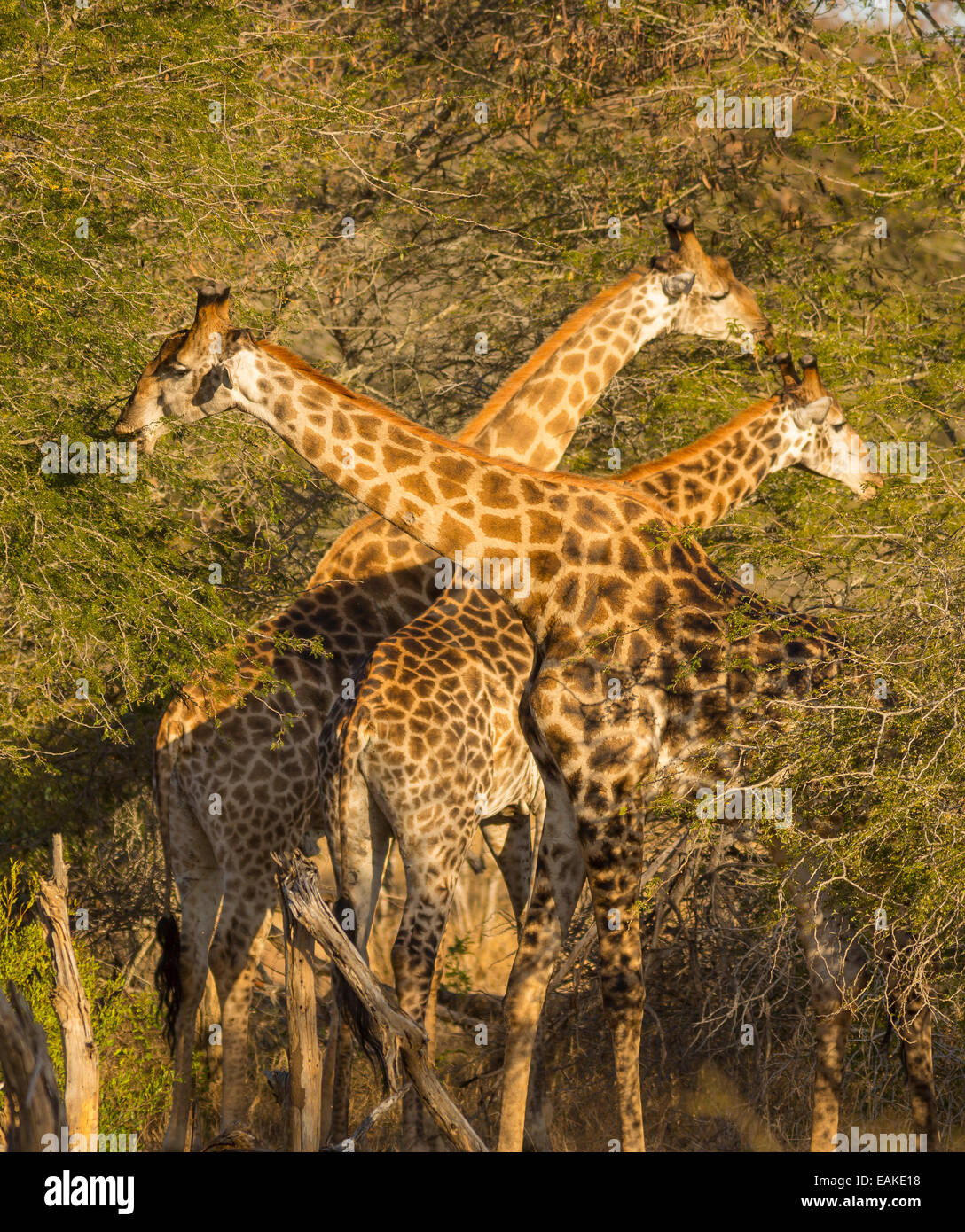 Krüger-Nationalpark, Südafrika - drei Giraffen füttern in den Bäumen. Stockfoto