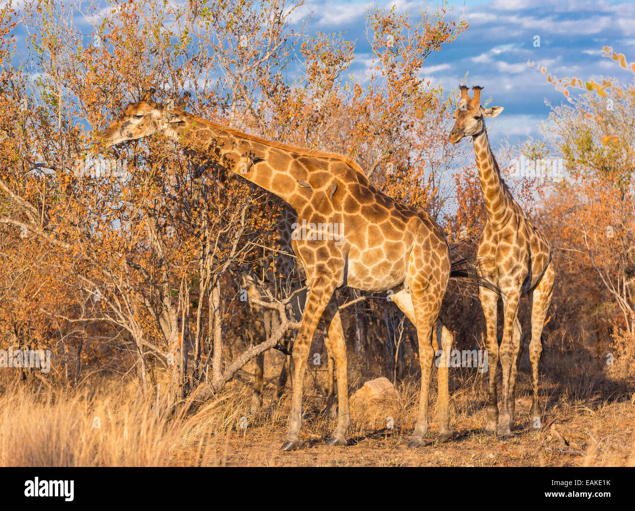 Krüger-Nationalpark, Südafrika - Giraffe Fütterung in den Bäumen im Buschland. Stockfoto