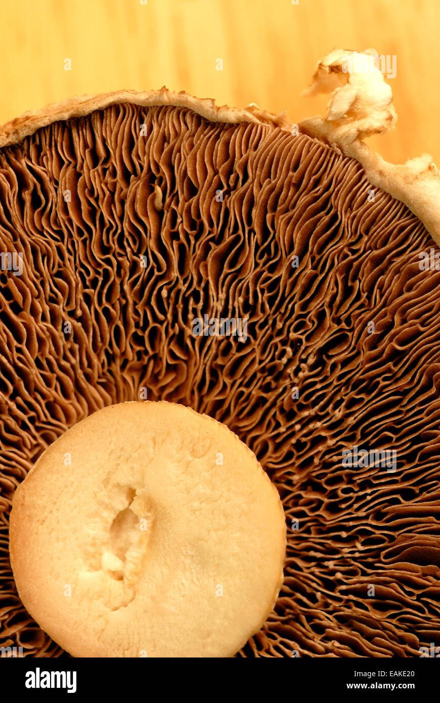 Unterseite eines Feldes Pilz mit Kiemen und Stiel schneiden Stockfoto