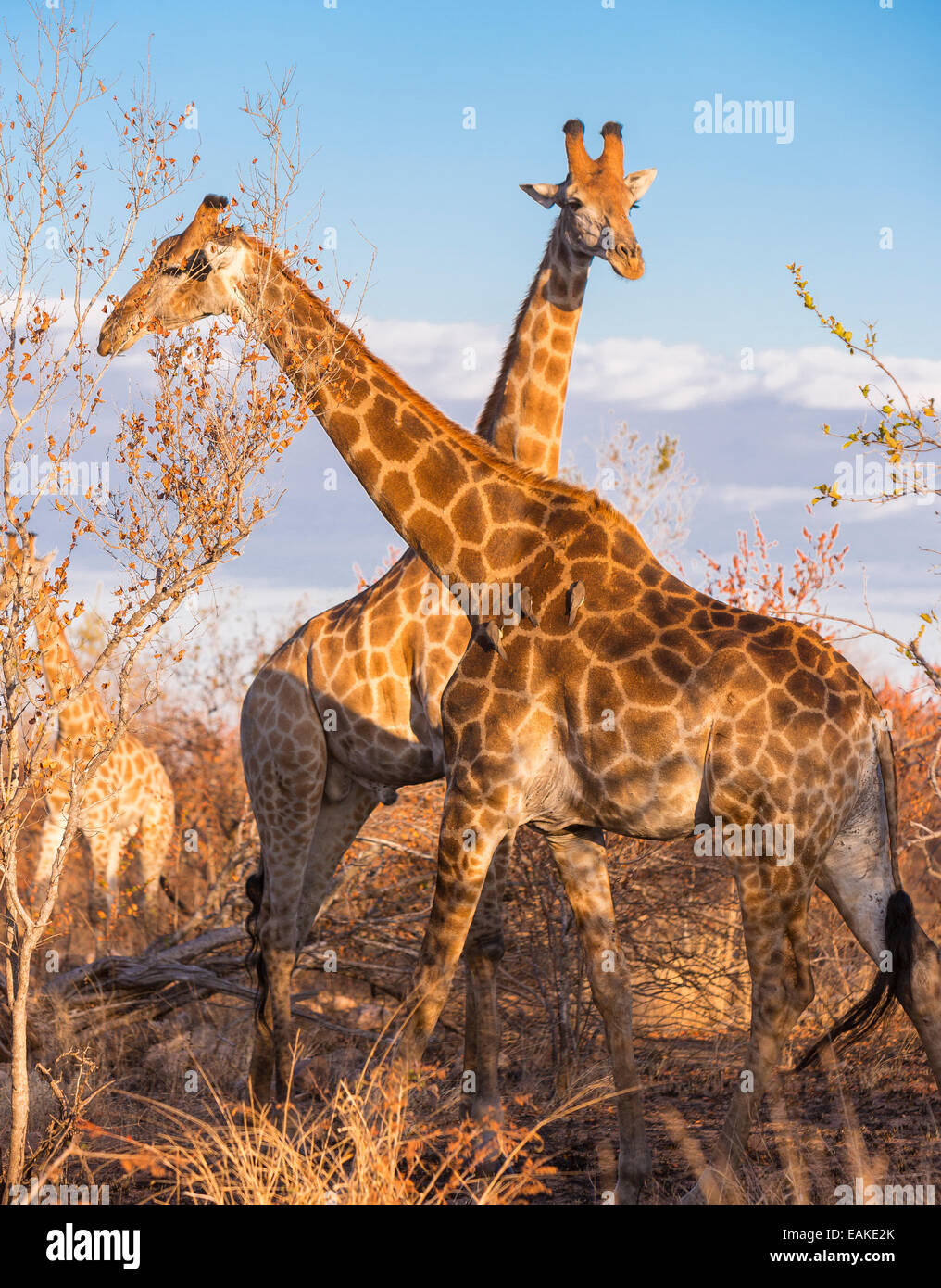 KRUGER NATIONAL PARK, Südafrika - Giraffe Stockfoto