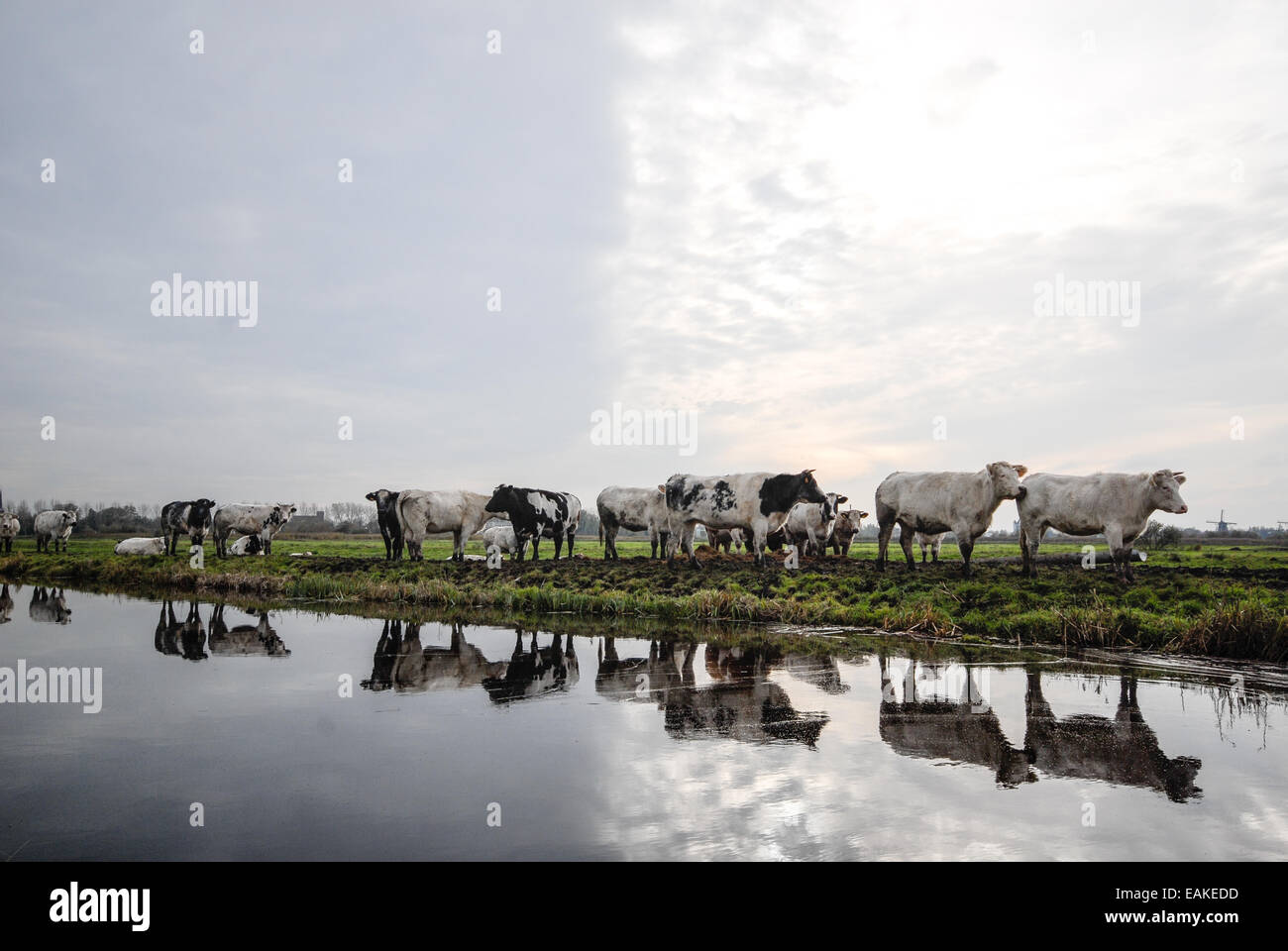 Kühe in einem Graben in den Niederlanden Stockfoto