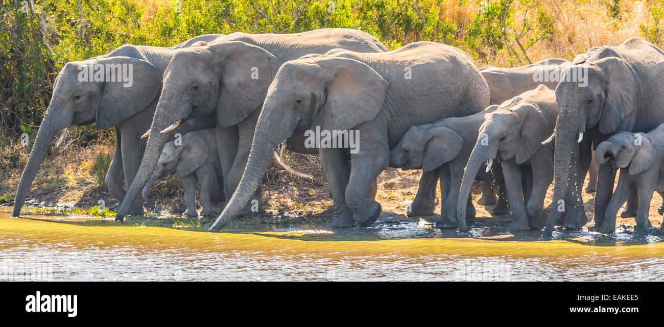 Krüger-Nationalpark, Südafrika - Herde Elefanten Drink an Kumana Dam. Stockfoto