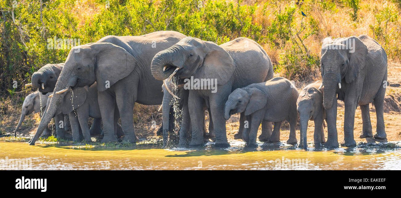 Krüger-Nationalpark, Südafrika - Herde Elefanten-Drink am Wasserloch am Kumana Damm. Stockfoto