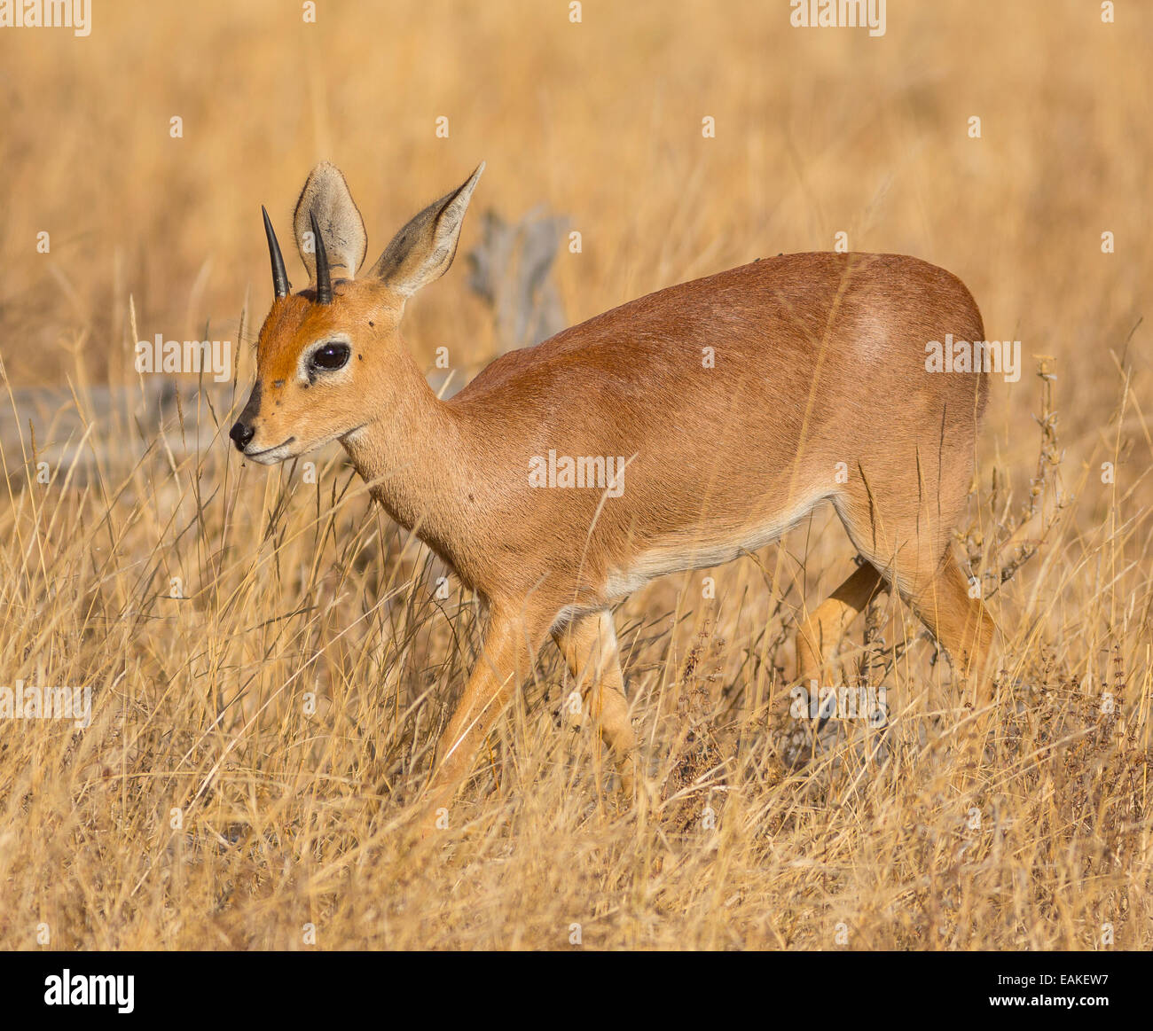 Krüger-Nationalpark, Südafrika - Steinböckchen, eine kleine Antilope. Raphicerus campestris Stockfoto