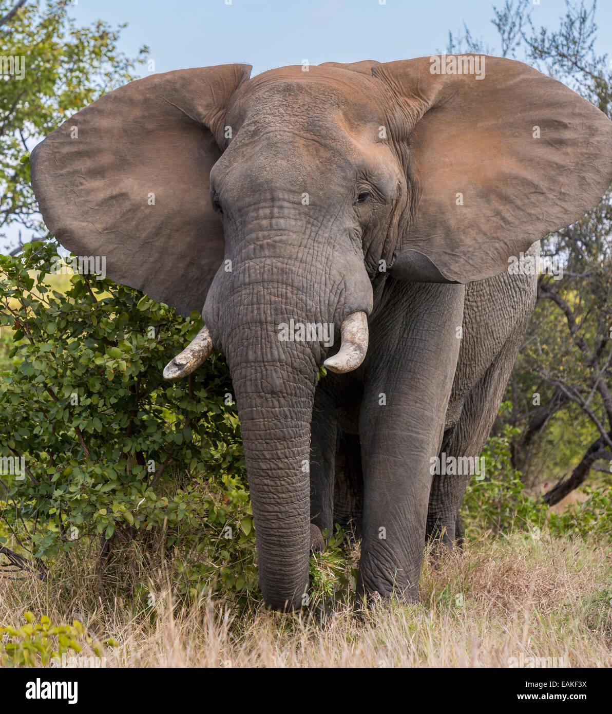 KRUGER NATIONAL PARK, Südafrika - Elefant Stockfoto