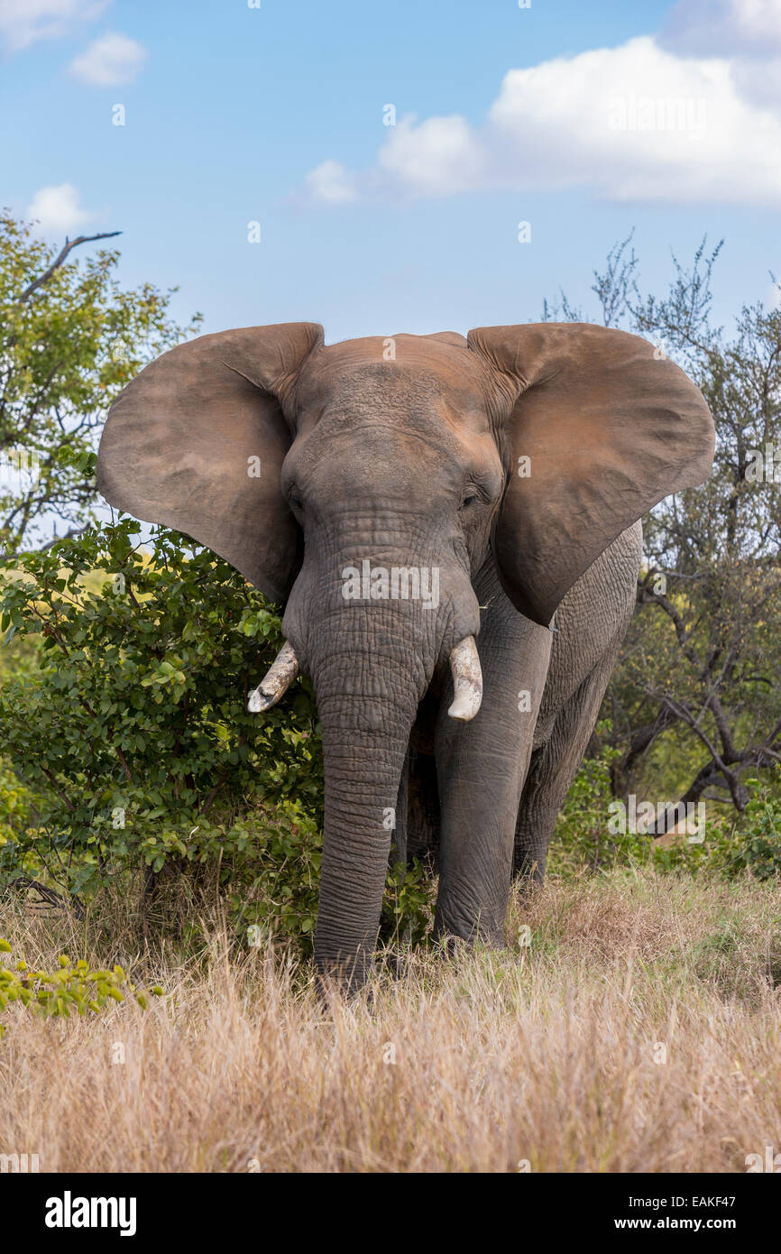 KRUGER NATIONAL PARK, Südafrika - Elefant Stockfoto