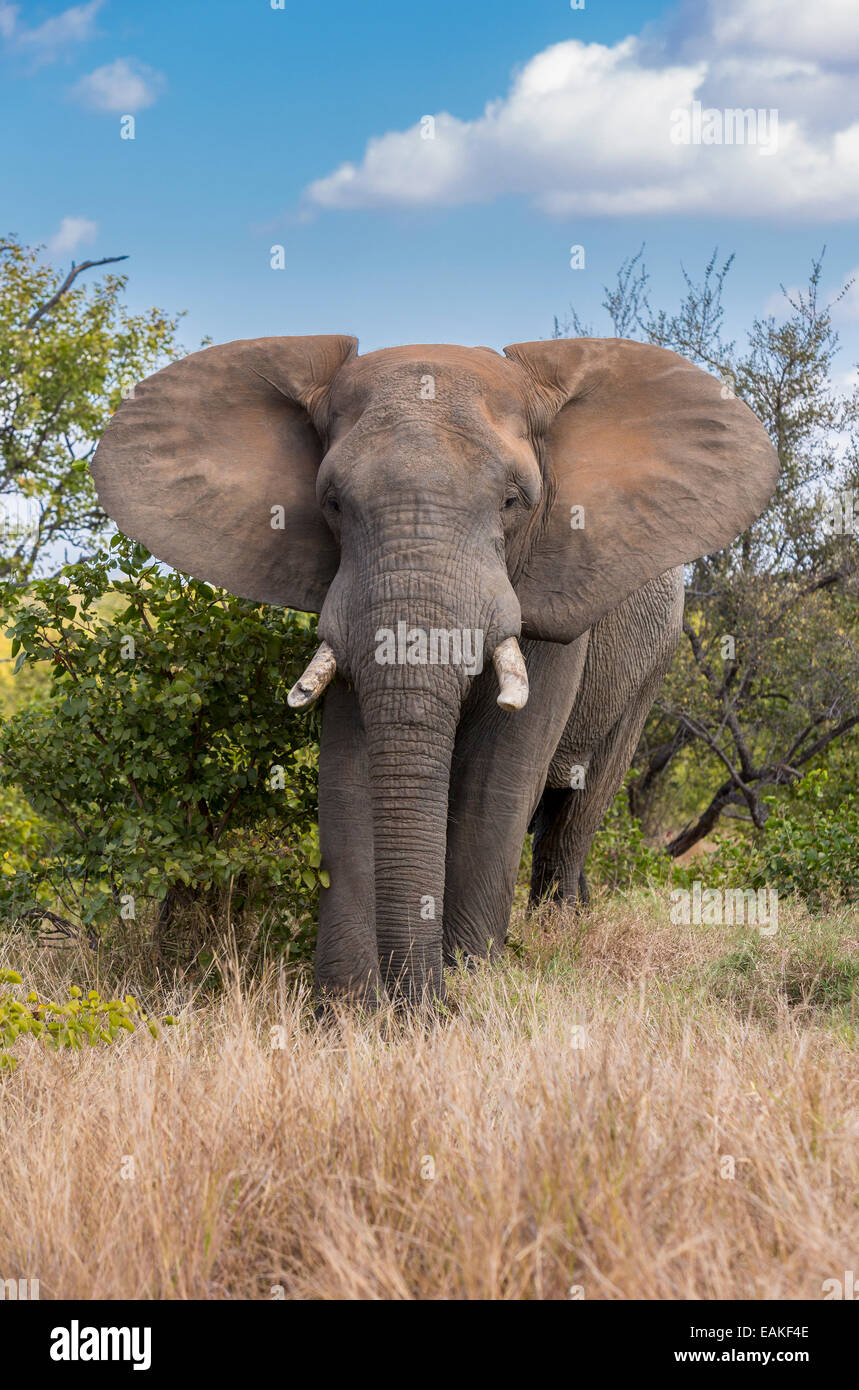 KRUGER NATIONAL PARK, Südafrika - Elefant Stockfoto