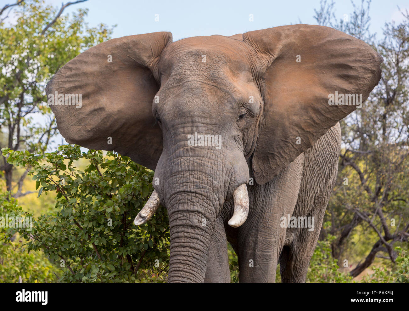 KRUGER NATIONAL PARK, Südafrika - Elefant Stockfoto