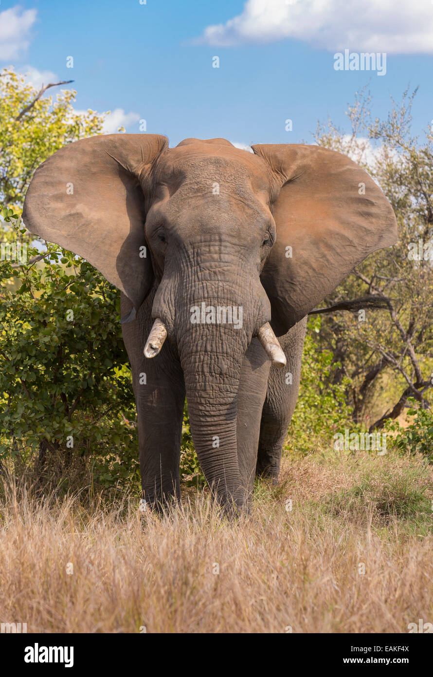 KRUGER NATIONAL PARK, Südafrika - Elefant Stockfoto