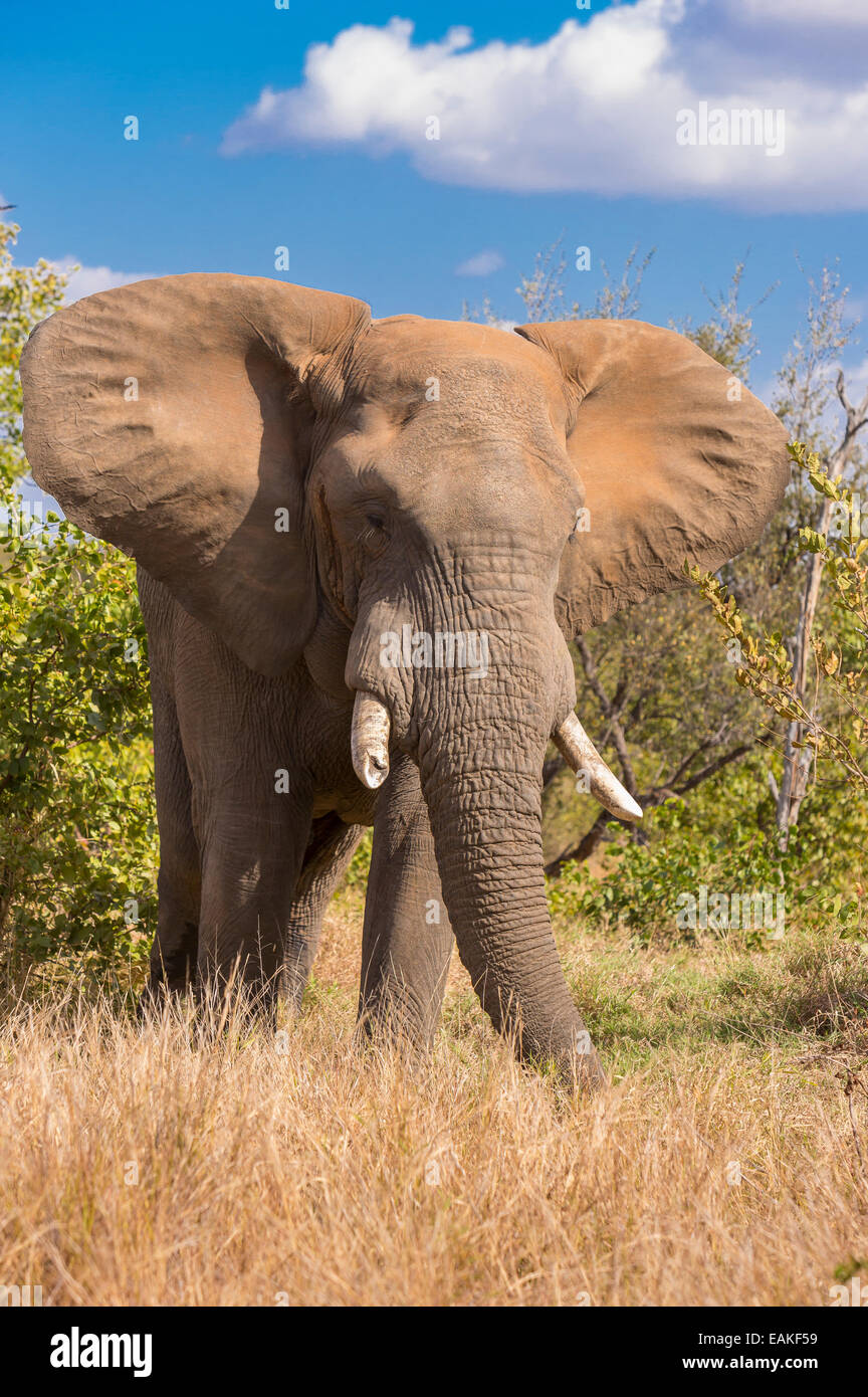 KRUGER NATIONAL PARK, Südafrika - Elefant Stockfoto