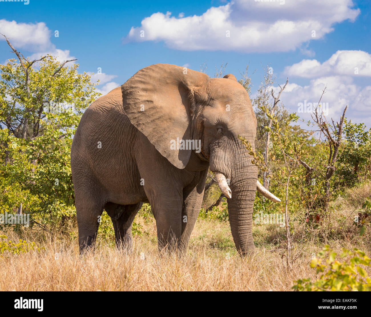 KRUGER NATIONAL PARK, Südafrika - Elefant Stockfoto