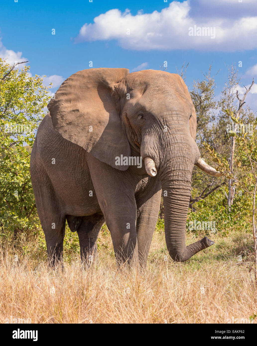 KRUGER NATIONAL PARK, Südafrika - Elefant Stockfoto