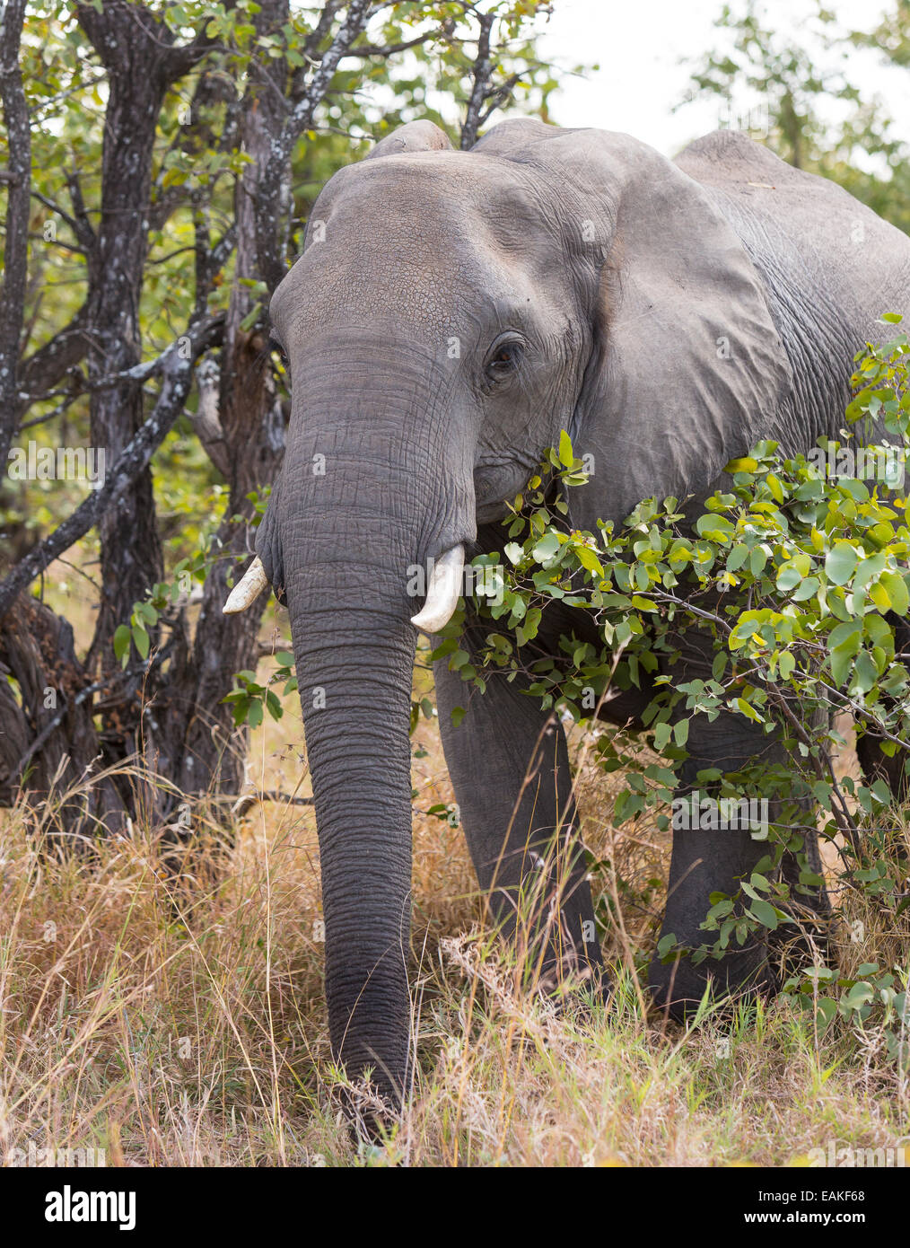 KRUGER NATIONAL PARK, Südafrika - Elefant Stockfoto