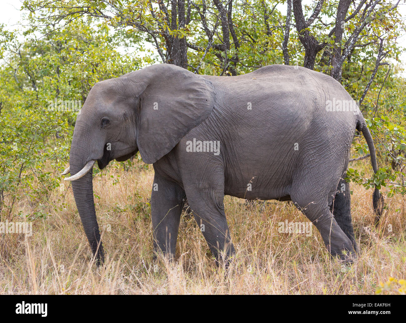 KRUGER NATIONAL PARK, Südafrika - Elefant Stockfoto