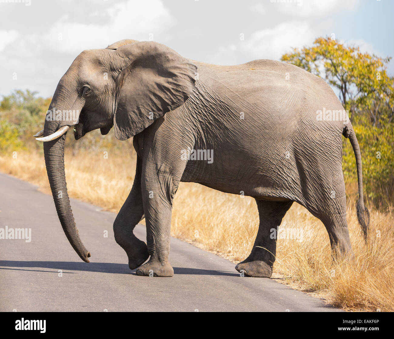 Krüger-Nationalpark, Südafrika - Elefant beim Überqueren der Straße Stockfoto