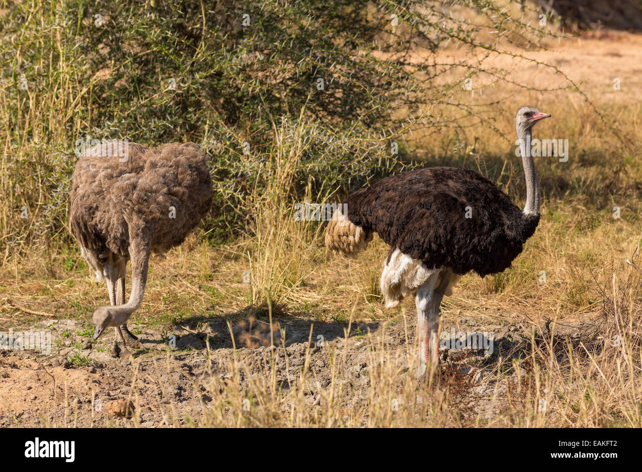 Krüger-Nationalpark, Südafrika - gemeinsame Strauß, großen flugunfähigen Vogel, Struthio Camelus. Stockfoto