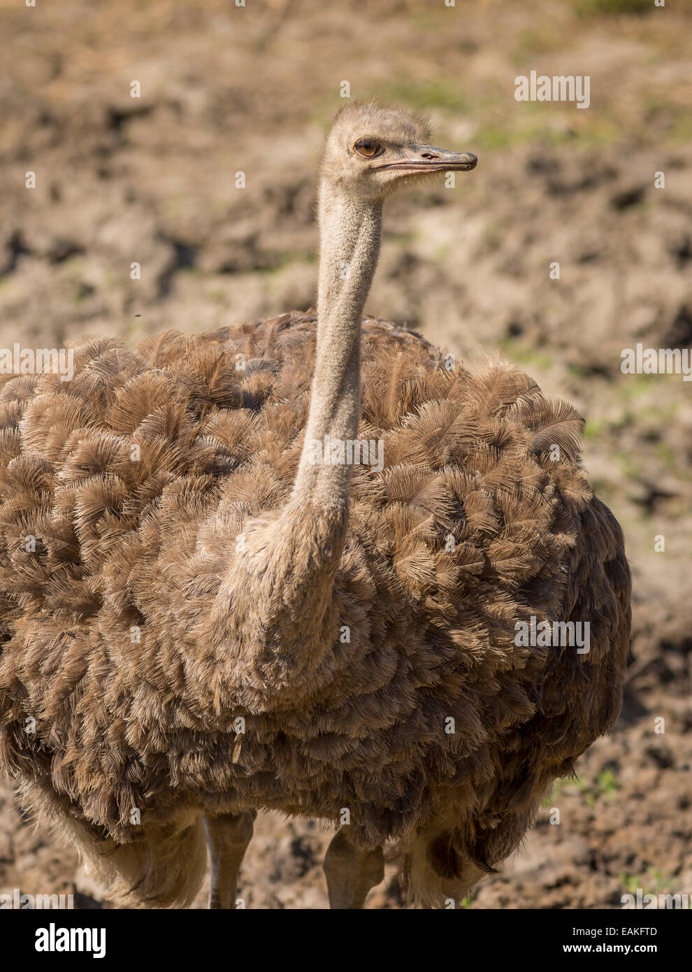 Krüger-Nationalpark, Südafrika - gemeinsame Strauß, großen flugunfähigen Vogel, Struthio Camelus. Stockfoto
