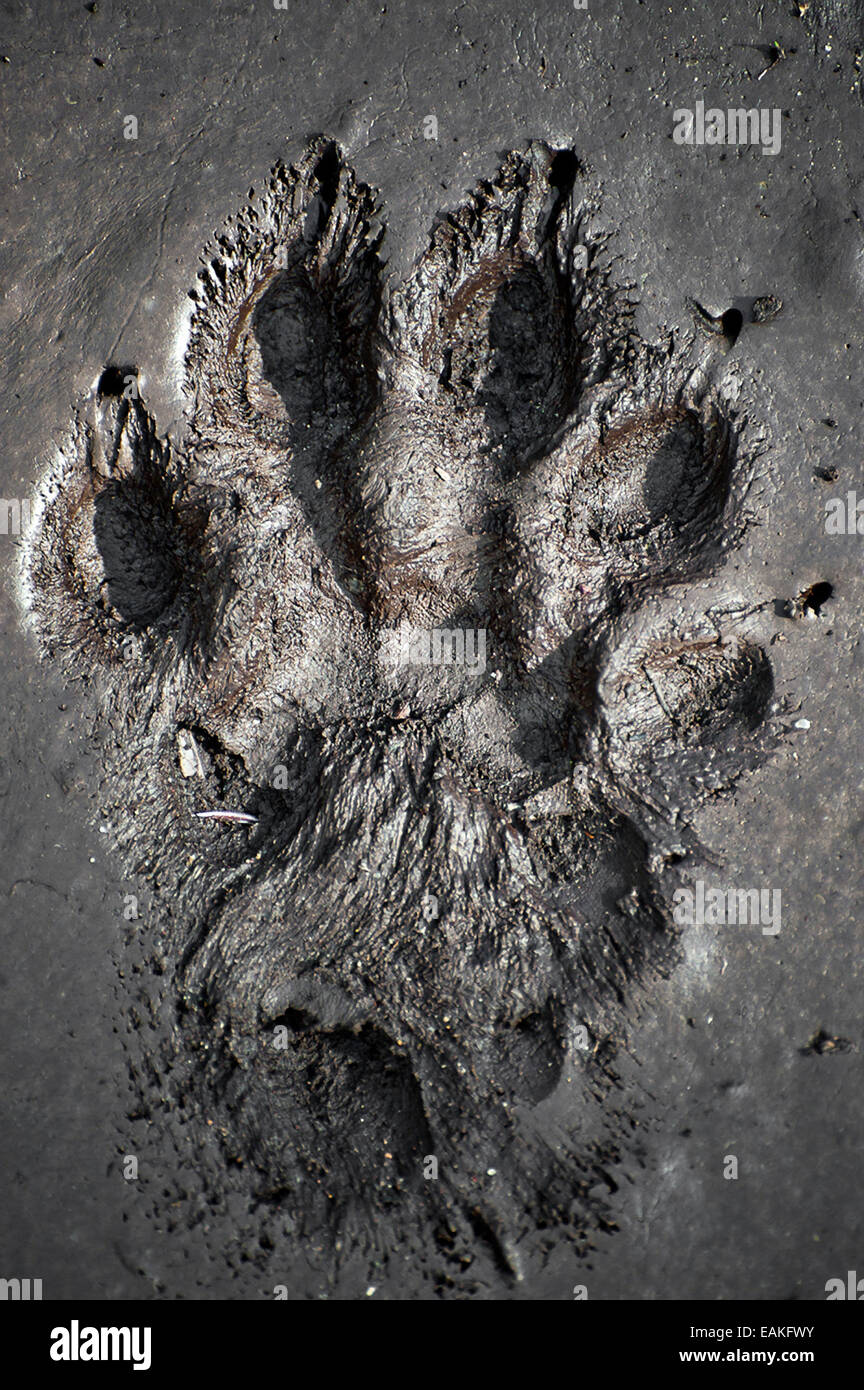 photo Black Bear Paw Print In Mud 2