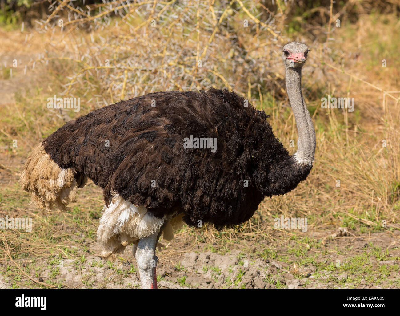 Krüger-Nationalpark, Südafrika - gemeinsame Strauß, großen flugunfähigen Vogel, Struthio Camelus. Stockfoto