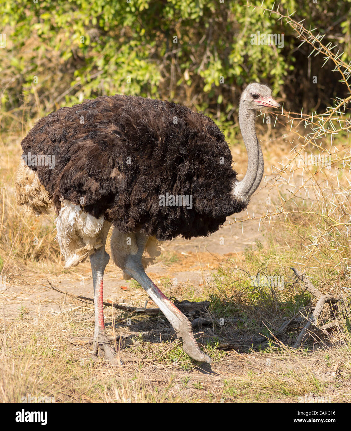 Krüger-Nationalpark, Südafrika - gemeinsame Strauß, großen flugunfähigen Vogel, Struthio Camelus. Stockfoto