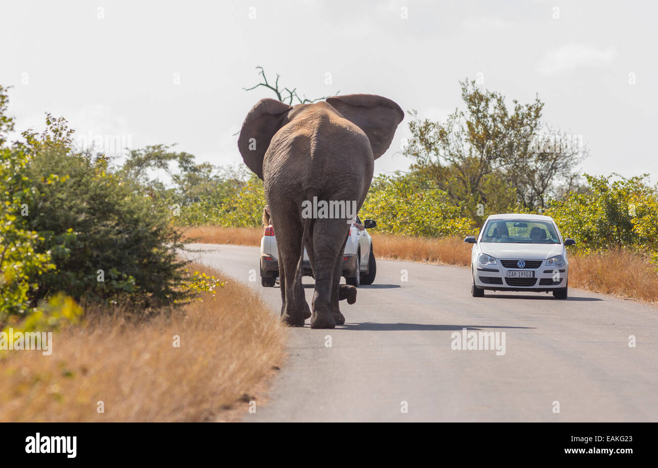 Krüger-Nationalpark, Südafrika - Elefant mit zwei Autos unterwegs. Stockfoto