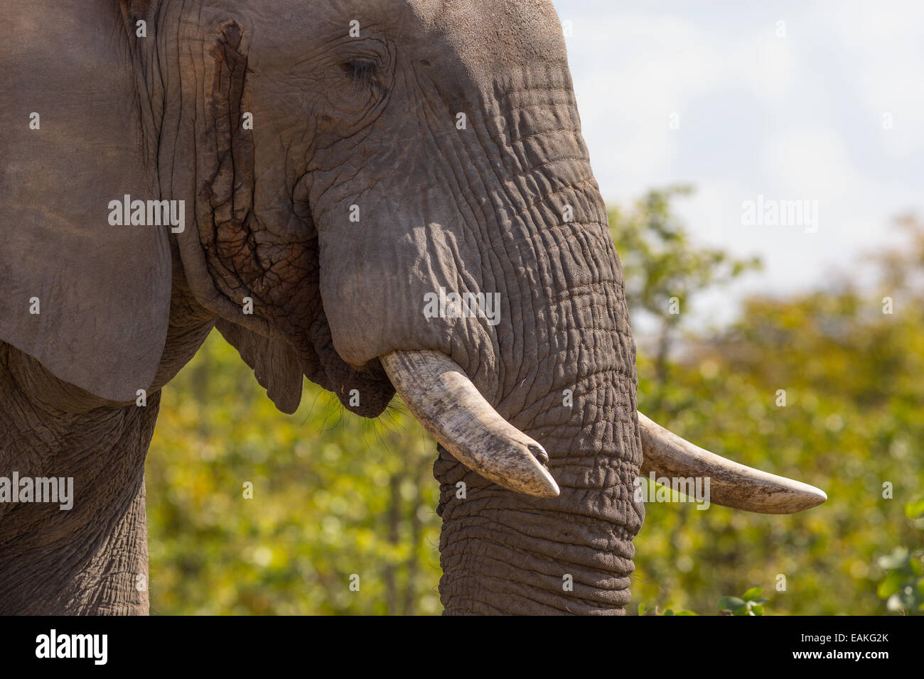 KRUGER NATIONAL PARK, Südafrika - Elefant Stockfoto