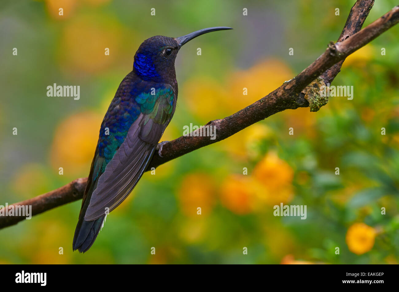 Kolibri thront auf einem Zweig mit einem unscharfen Hintergrund der gelben Blüten Stockfoto
