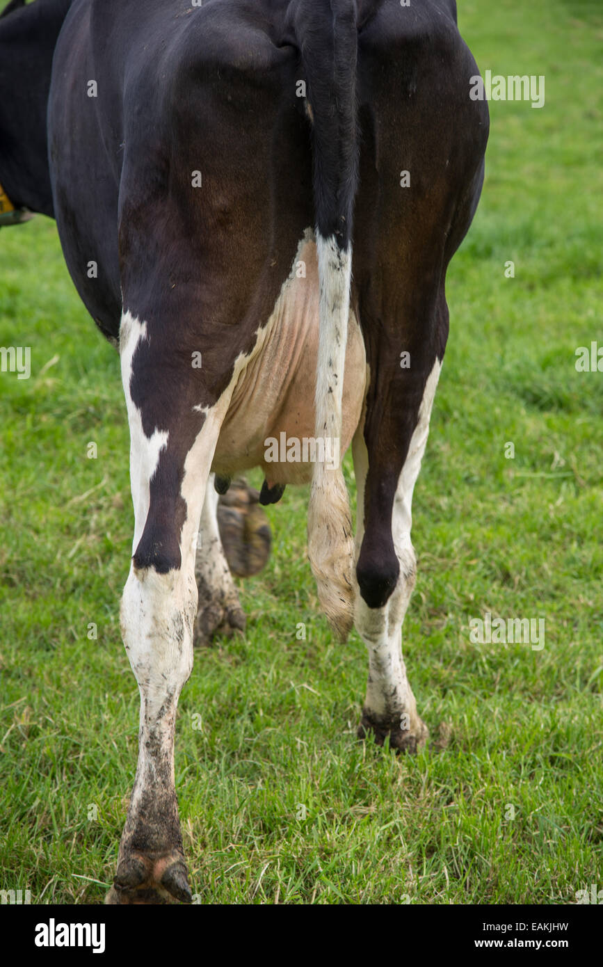 schwarz weiße Kuh holland Stockfoto