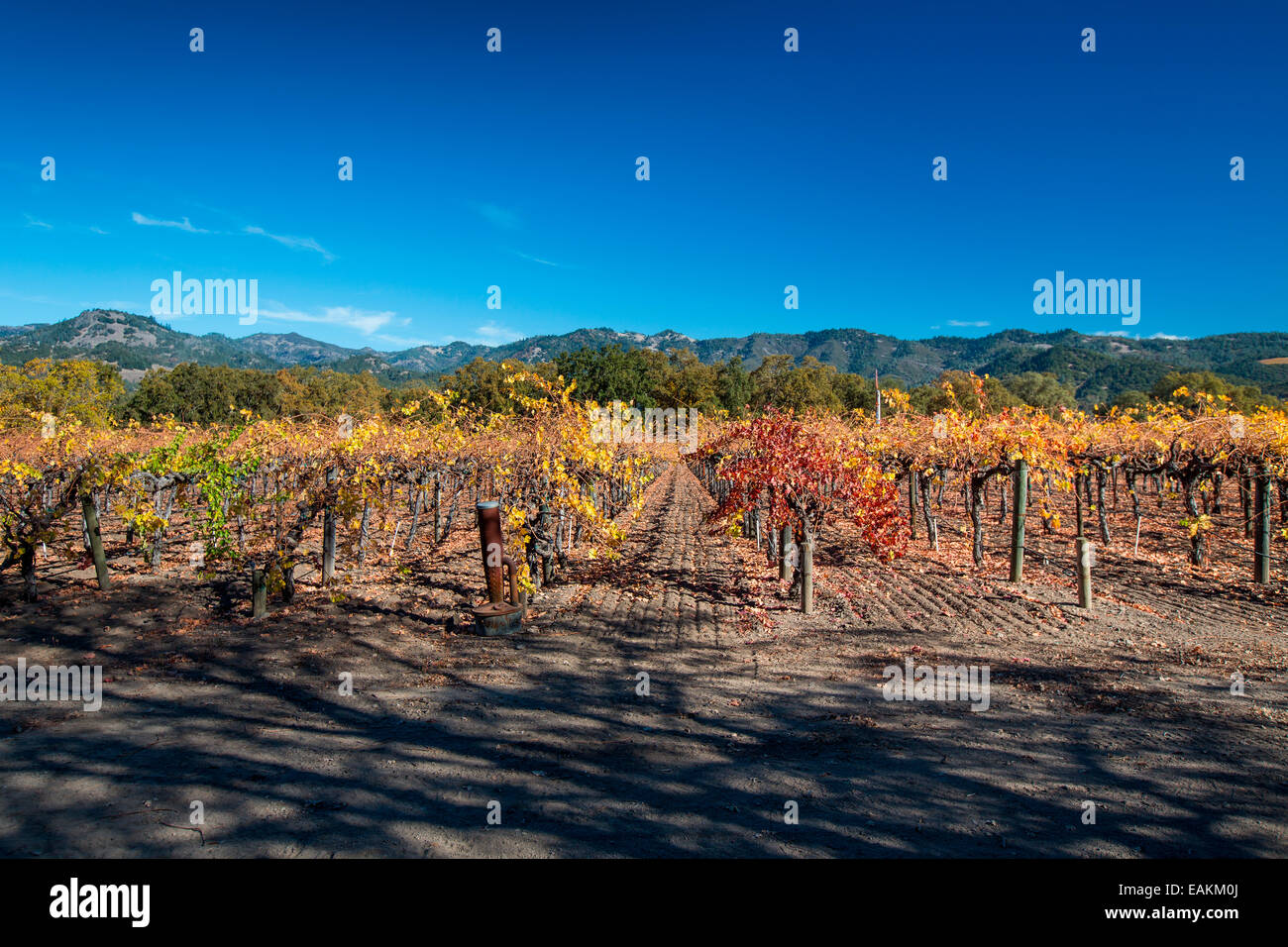Weingüter im Napa Valley Stockfoto