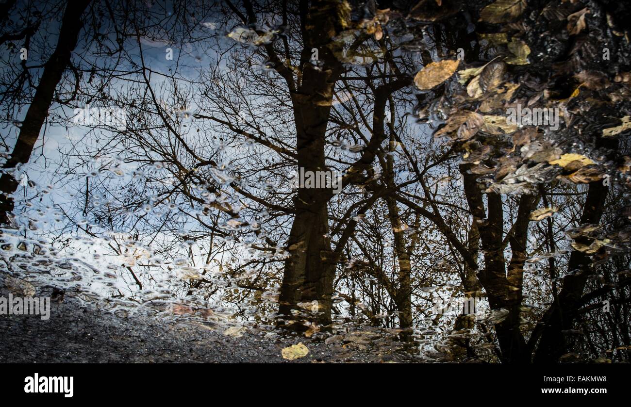 Reflexion eines Baumes in einer Pfütze Stockfoto