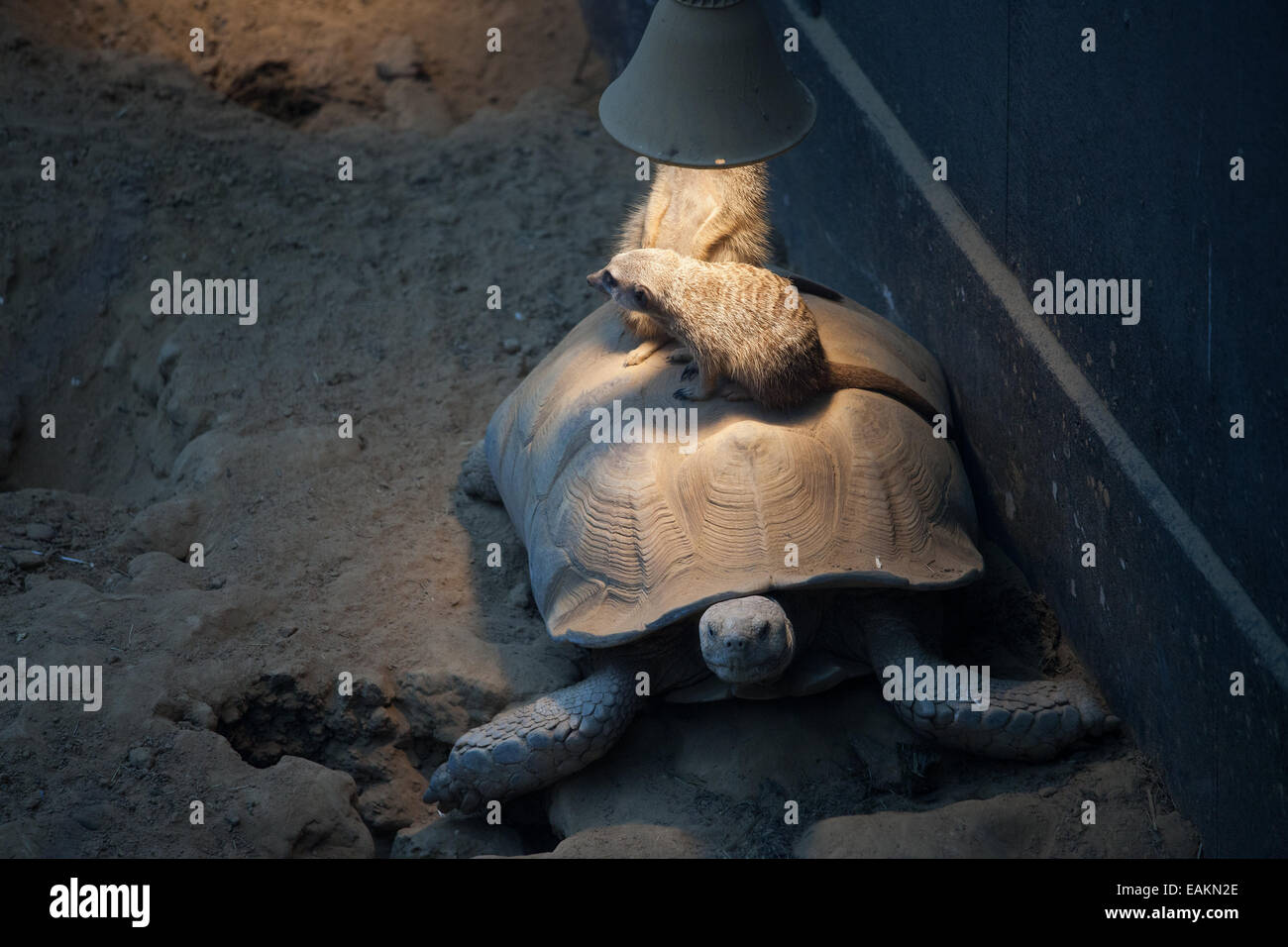 Erdmännchen auf eine Schildkröte sonnen sich zusammen für Wärme im Zoo von Rotterdam in Holland, Niederlande. Stockfoto