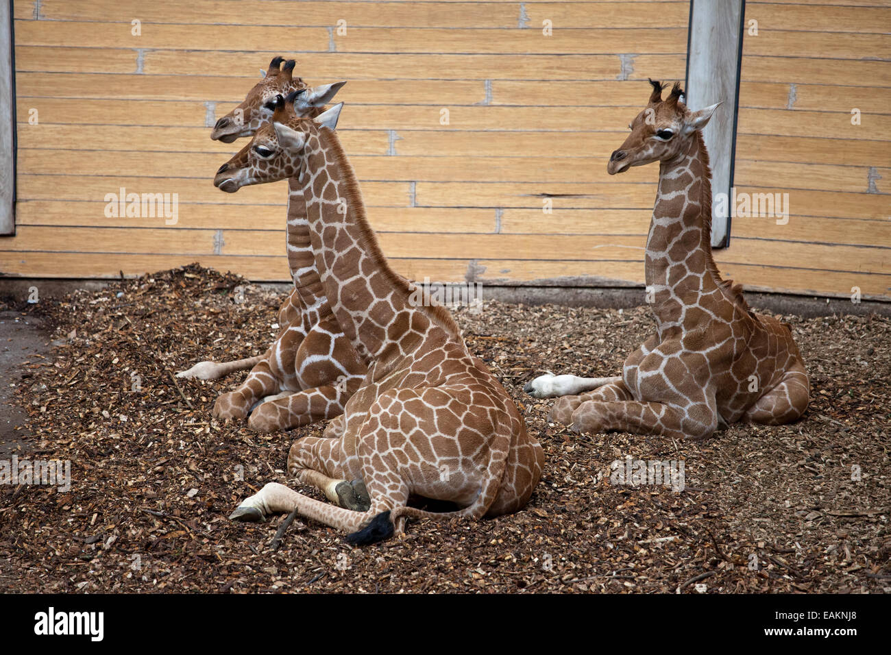 Baby-Giraffen im Zoo Rotterdam (Diergaarde Blijdorp) in Holland, Niederlande. Stockfoto