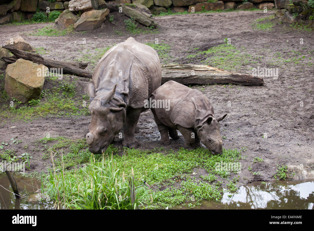 Große indische Nashörner (Rhinoceros Unicornis), Mutter mit Kind in Rotterdam Zoo (Diergaarde Blijdorp) Holland, Niederlande Stockfoto