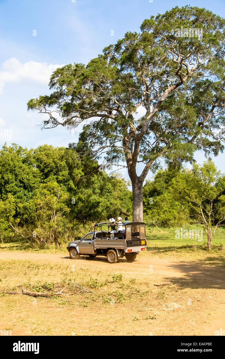 Jeep auf Safari im Minneryia Nationalpark in Sri lanka Stockfoto