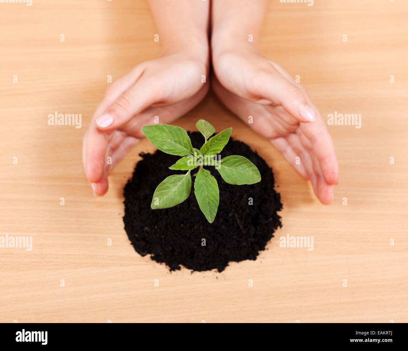 Draufsicht auf ein Kind die Hände Geste eine seltene Pflanze zu schützen. Grün-Konzept Stockfoto