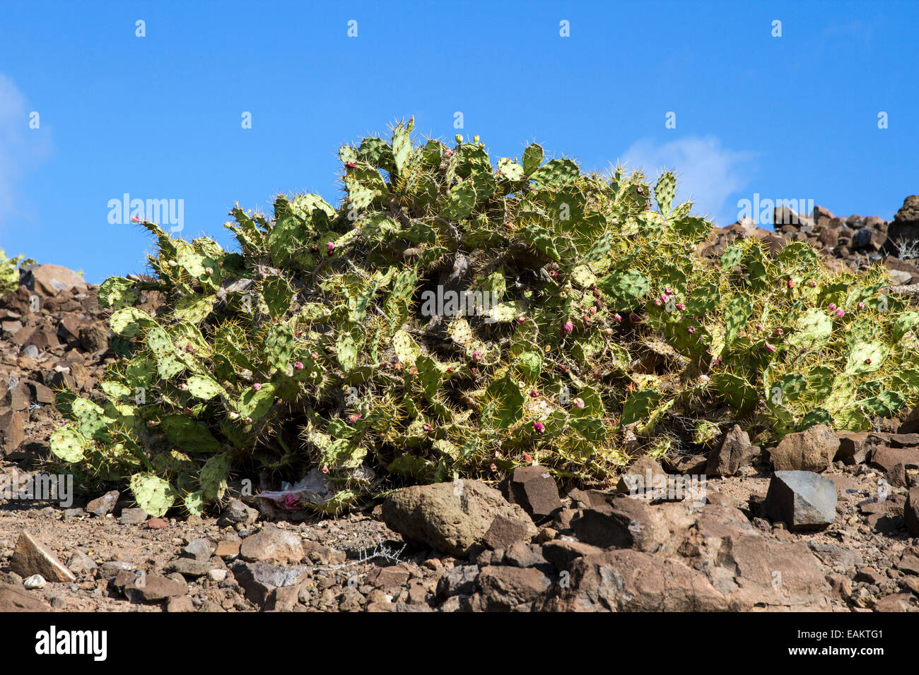 kentia palme zu breit Kentiapalme kaufen | Howea forsteriana main image 1