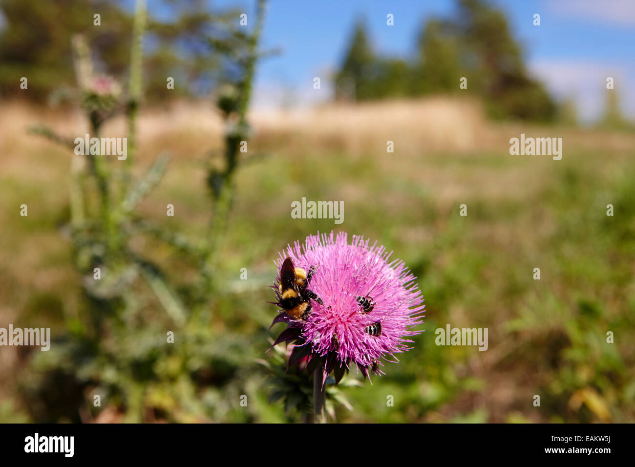 Bienen und Insekten sammeln Pollen aus Kanada Distel Pflanzen Saskatchewan Kanada Stockfoto