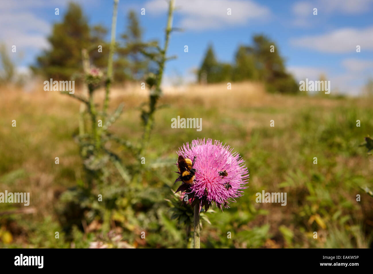 Bienen und Insekten sammeln Pollen aus Kanada Distel Pflanzen Saskatchewan Kanada Stockfoto