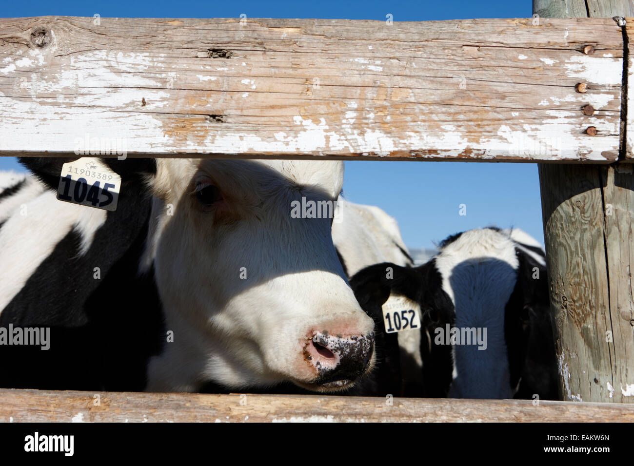 Kuh Durchsicht Holzzaun in Rinder Herde Saskatoon, Saskatchewan, Kanada Stockfoto