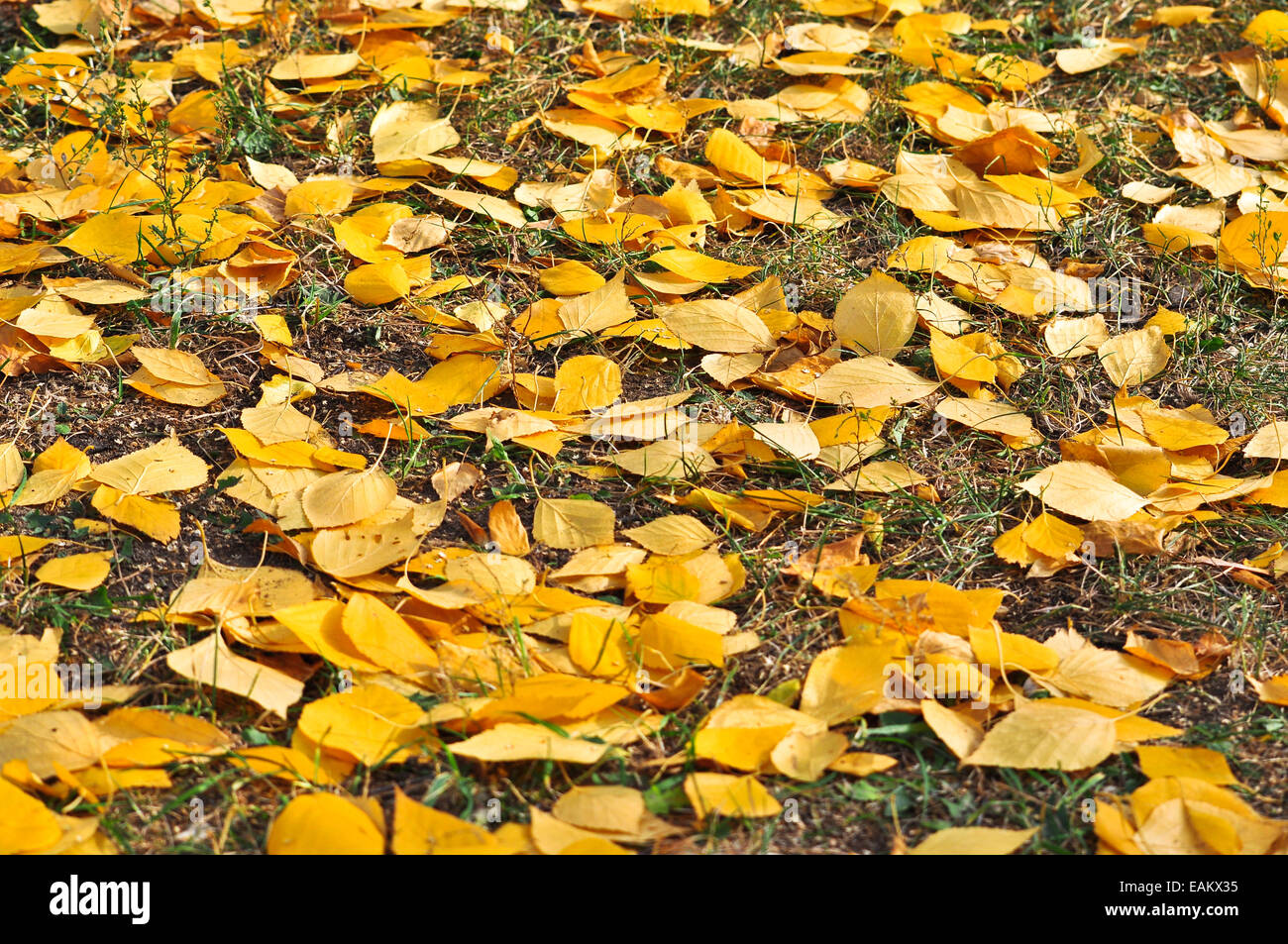 Verfaulte Blätter. Luxus Herbst Teppich von abgefallenen Blättern. Stockfoto