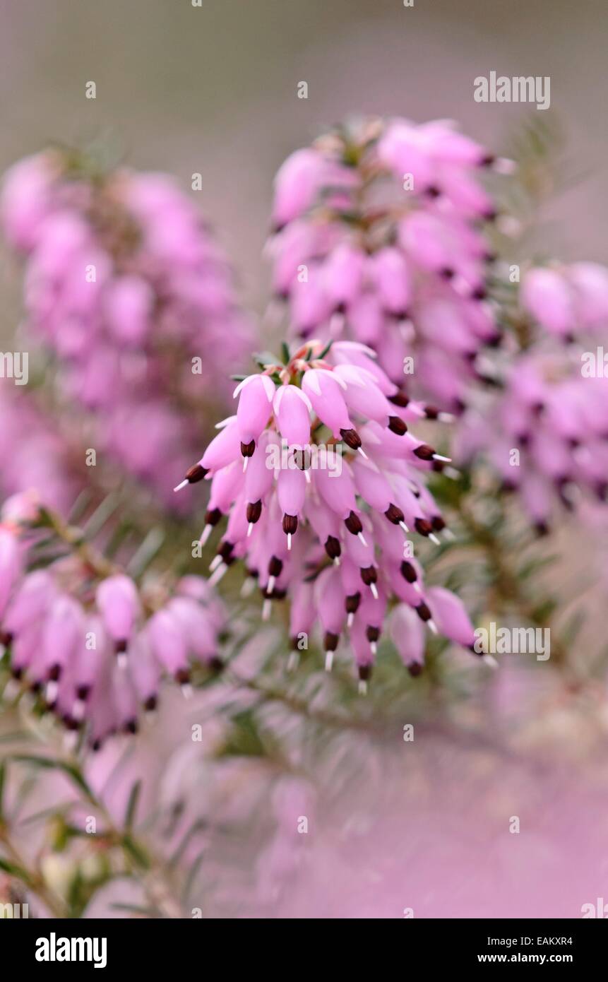 Winter Heidekraut (Erica Dryas "Dezember rot' syn. Erica herbacea Rot ezember') Stockfoto