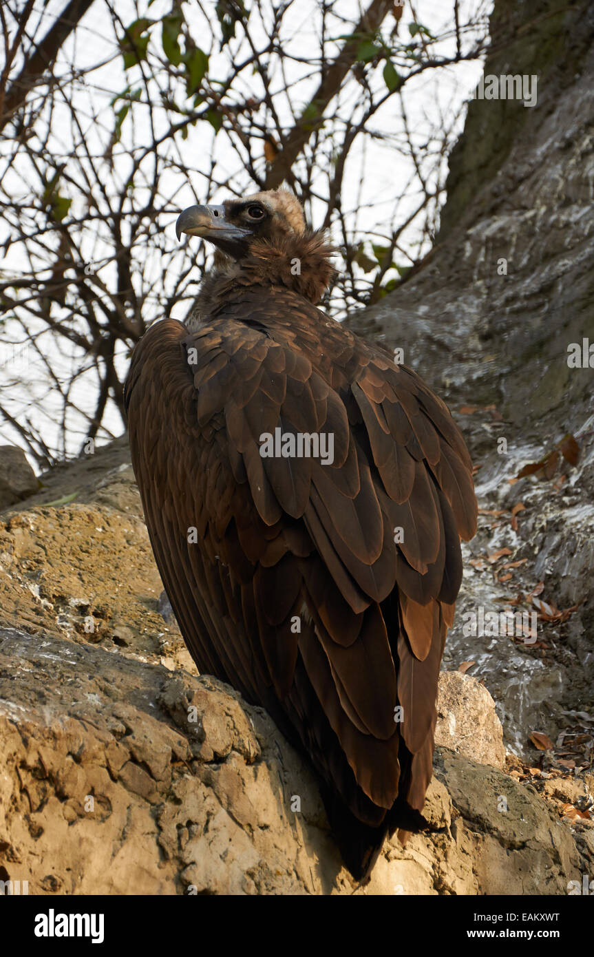 Die cinereous Vulture sitzt auf dem Felsen im Kiewer zoo Stockfoto