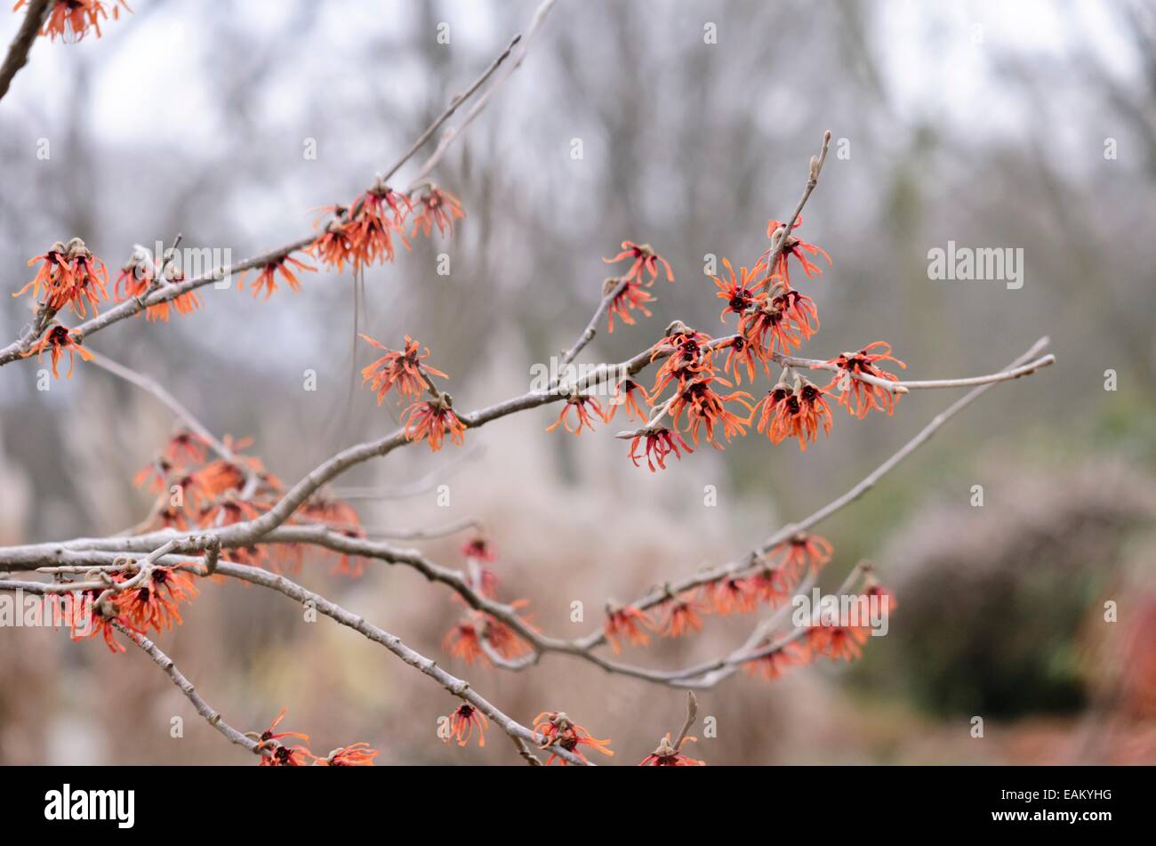 Zaubernuss (hamamelis x intermedia 'Diane') Stockfoto